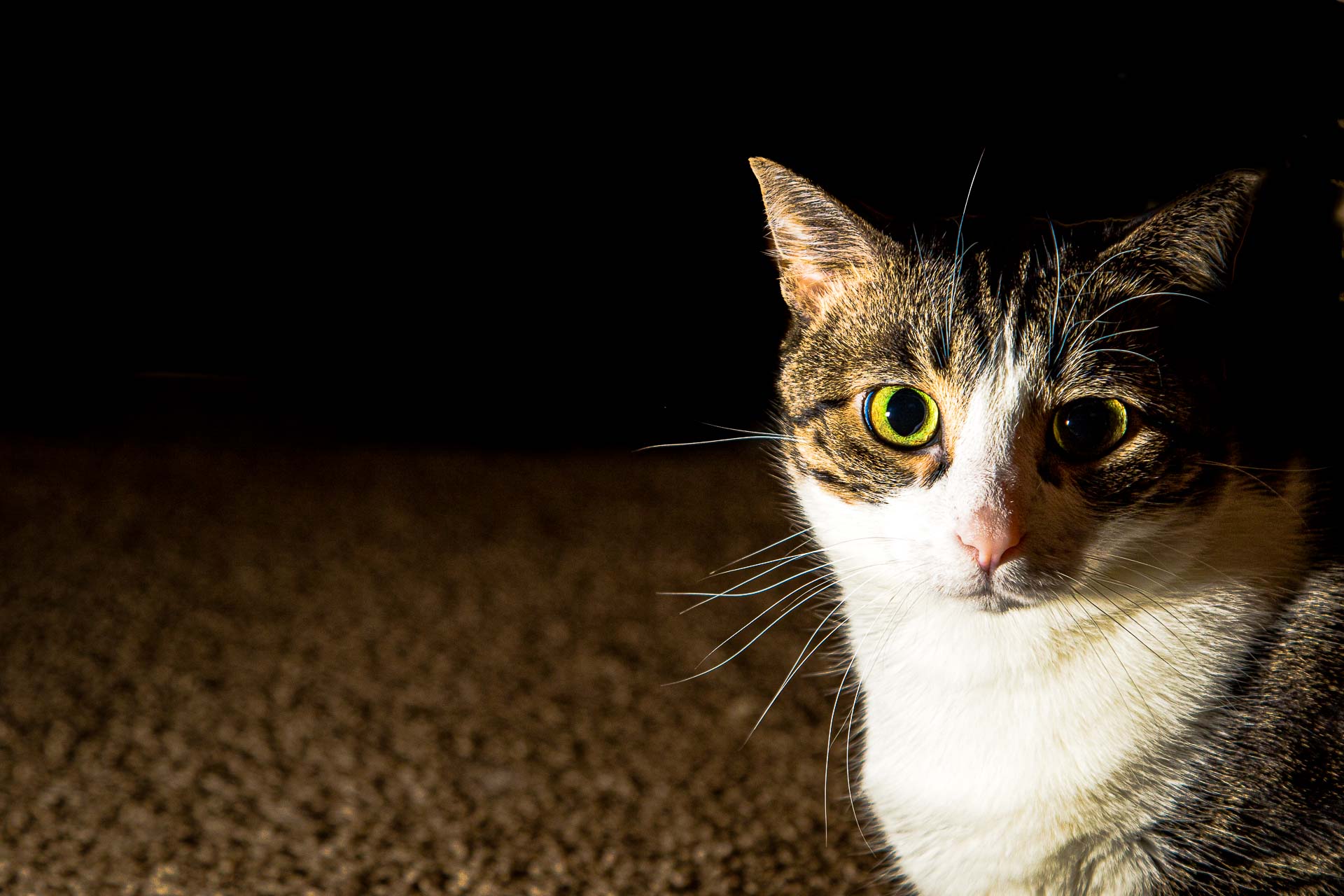 Cat portrait — soft afternoon light